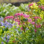 Dicentra Spectabilis (Cerceii Doamnei)-livrarea dupa 15 martie. - imagine 3