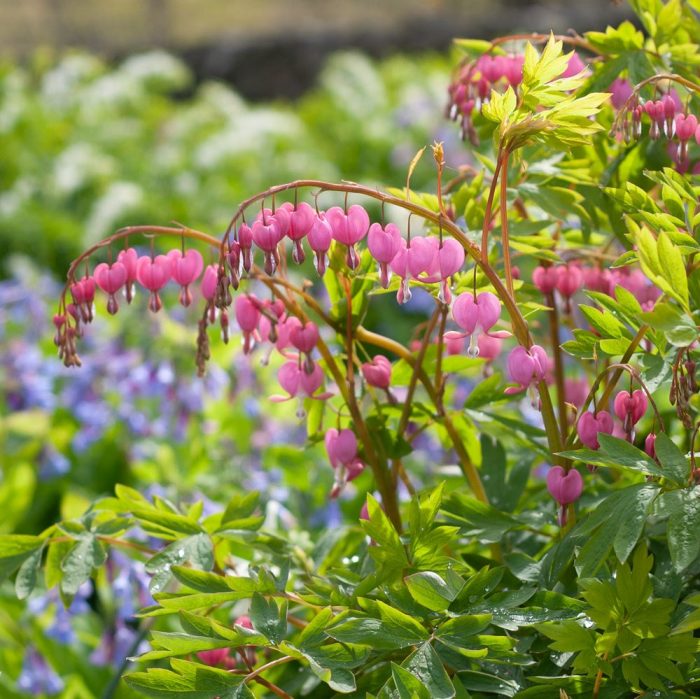 Dicentra Spectabilis (Cerceii Doamnei)-livrarea dupa 15 martie. - imagine 3