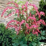 Dicentra Spectabilis (Cerceii Doamnei)-livrarea dupa 15 martie. - imagine 2