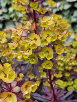 EUPHORBIA Miner Merlot - imagine 2