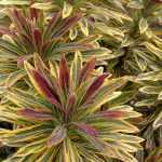 EUPHORBIA ASCOT RAINBOW-2L