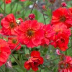 GEUM FIERY TEMPEST