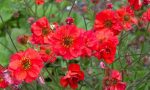 GEUM FIERY TEMPEST