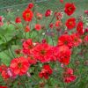 GEUM FIERY TEMPEST
