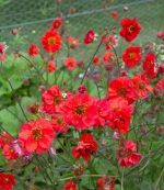 GEUM FIERY TEMPEST
