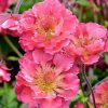 GEUM PINK PETTICOATS