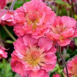 GEUM PINK PETTICOATS