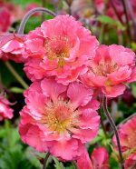 GEUM PINK PETTICOATS