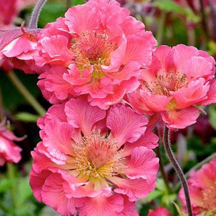 GEUM PINK PETTICOATS