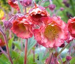 GEUM PINK PETTICOATS