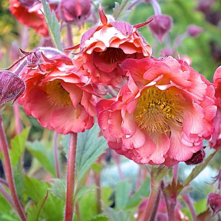 GEUM PINK PETTICOATS