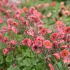 GEUM PINK PETTICOATS