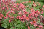 GEUM PINK PETTICOATS