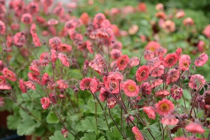 GEUM PINK PETTICOATS