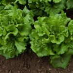 Seminte salata May Queen 2000buc. -livrarea din 25 februarie