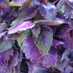 Seminte busuioc Dark Opal 1000buc.  -livrarea din 25 februarie