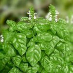 Seminte busuioc Genovese 1000buc. -livrarea din 25 februarie