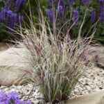SCHIZACHYRIUM SCOPARIUM CHAMELEON