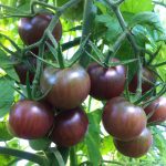 Seminte tomate Black Cherry 200buc. -livrarea din februarie