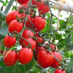 Semințe tomate Principe Borghese 200 semințe -livrarea din februarie