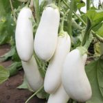 Seminte vinete Halflong White 200buc -livrarea din 25 februarie