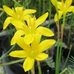 Zephyranthes Citrina-