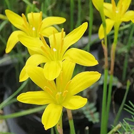 Zephyranthes Citrina-