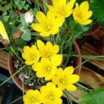 Zephyranthes Citrina-10 bulbi-livrarea dupa 15 martie.