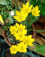 Zephyranthes Citrina-10 bulbi-livrarea dupa 15 martie.