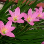 Zephyranthes Rosea-10 bulbi-livrarea dupa 15 martie.