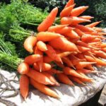 Seminte morcov Chantenay Red Cored 5000buc. -livrarea din februarie