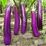Seminte vinete Long Purple 200buc. -livrarea din 25 februarie