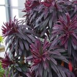 EUPHORBIA Miner Merlot - imagine 3