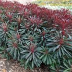 EUPHORBIA Miner Merlot