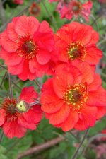 GEUM FIERY TEMPEST