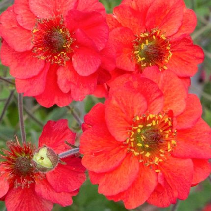 GEUM FIERY TEMPEST