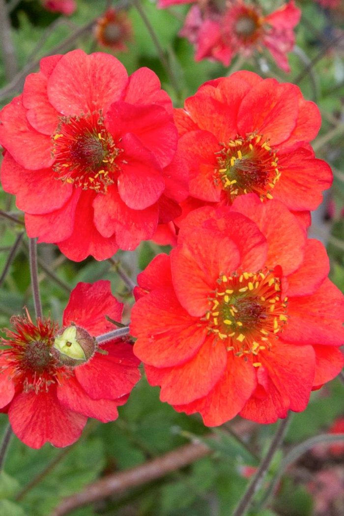 GEUM FIERY TEMPEST