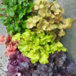 Prezentare ghivece heuchera