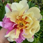 Bujor Itoh Lemon Dream-livrarea din Octombrie-Noiembrie
