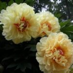 Bujori Itoh Garden Tresure