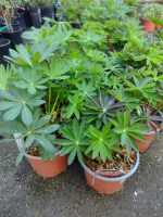 Lupin prezentare