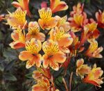 ALSTROEMERIA SUMMER SAMBA -livrarea dupa 20 august - imagine 2
