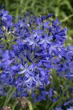 AGAPANTHUS NORTHERN STAR
