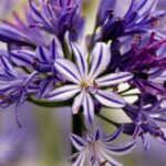 AGAPANTHUS TORNADO