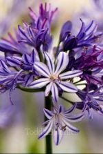 AGAPANTHUS TORNADO