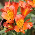 ALSTROEMERIA SUMMER SAMBA -livrarea dupa 20 august