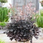 ASTILBE CHOCOLATE SHOGUN