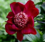 Bujor Nippon Beauty
