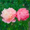 Bujor Pink Hawaiian Coral