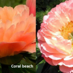 Coral Beach